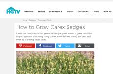 photo: How to Grow Carex Sedges
