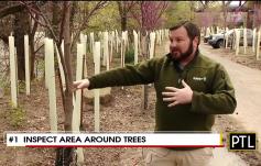 photo: Best ways to check your trees while at home