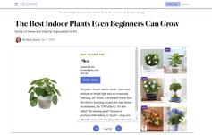 photo: The Best Indoor Plants Even Beginners Can Grow
