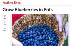photo: Grow Blueberries in Pots