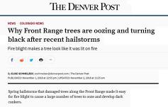 photo: Why Front Range trees are oozing and turning black after recent hailstorms