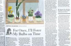 photo: For Once, I’ll Force My Bulbs On Time