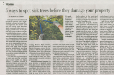 photo: 5 Ways to Spot Sick Trees