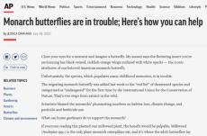 photo: Monarch butterflies are in trouble; Here’s how you can help