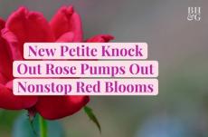 photo: The Easy-Care Petite Knock Out Rose Has Nonstop Red Blooms