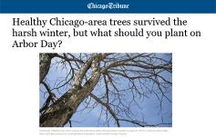 photo: Healthy Chicago-area trees survived the harsh winter