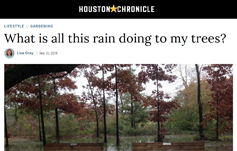 photo: What is all this rain doing to my trees?