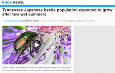 photo: Tennessee Japanese beetle population expected to grow after two wet summers
