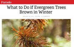 photo: What to Do if Evergreen Trees Brown in Winter