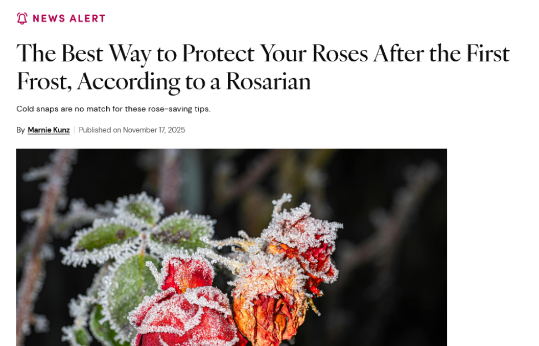 photo: The Best Way to Protect Your Roses After the First Frost, According to a Rosarian